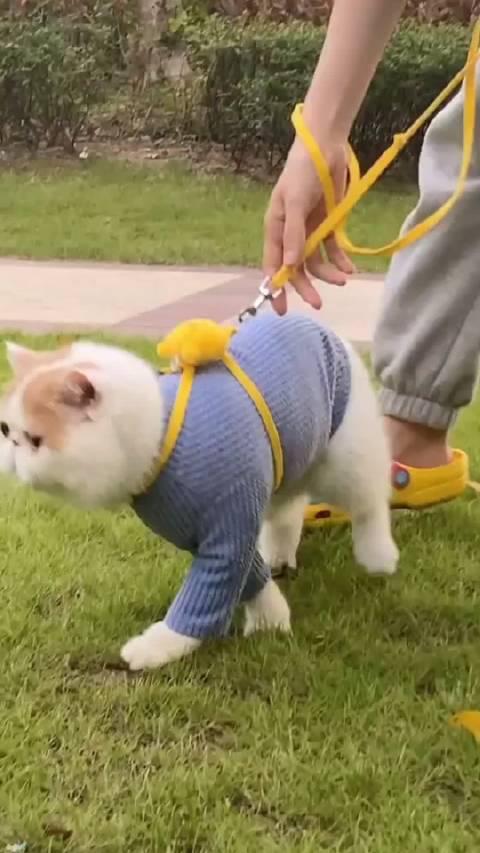 加菲最新爆料新闻,揭秘娱乐圈惊人内幕